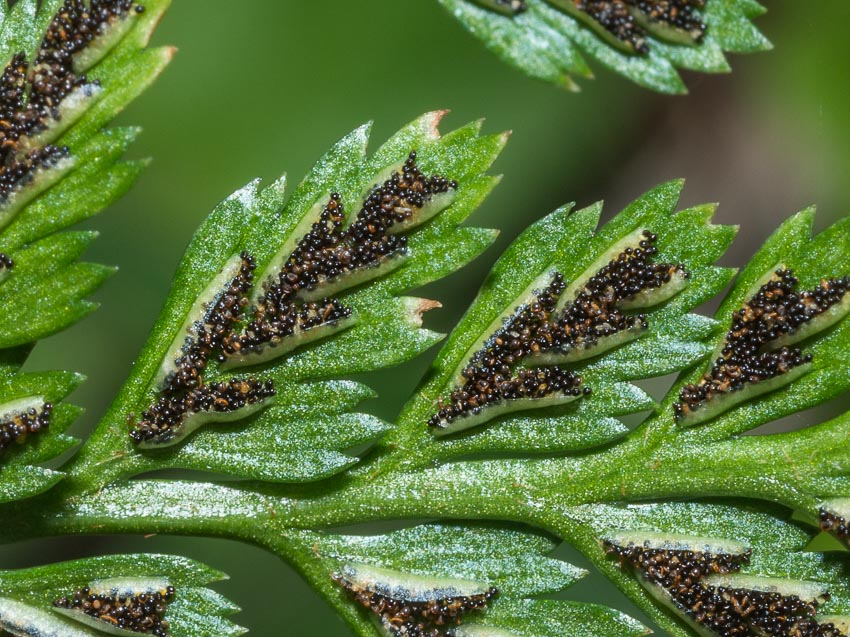 Asplenium